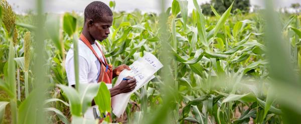 Au Burkina Faso, douze projets DeSIRA sont actuellement en activité pour promouvoir l'innovation agricole dans plusieurs domaines : bioénergies, intensification agroécologique, irrigation... ©​​​​​​​ R. Belmin, Cirad